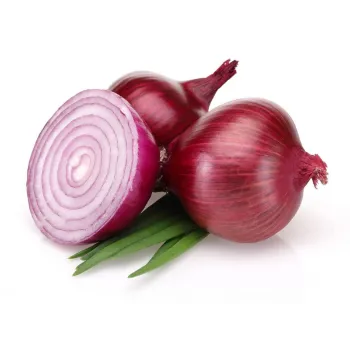 Onion (49)-3239547-91815.webp